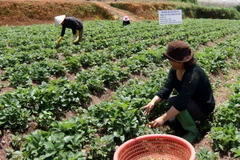 Dư lượng thuốc trên dâu tây Đà Lạt không vượt ngưỡng