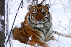 Nga-Trung giúp Hàn Quốc phục hồi quần thể hổ và báo