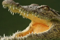 Mafia Italy dùng... động vật bất hợp pháp để củng cố quyền lực