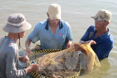 Tôm chết diện rộng ở Tây Nam Bộ, thiệt hại hàng trăm tỷ đồng