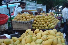 Xoài được mệnh danh “Vua các loài quả” ở đất nước sông Hằng