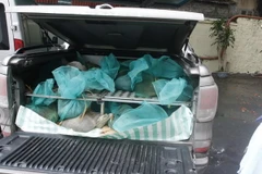 Quảng Ninh bắt giữ 220kg cá thể tê tê vận chuyển trái phép