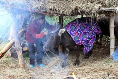 Nửa đầu tháng 12, Bắc Bộ sẽ xuất hiện đợt rét đậm đầu tiên 