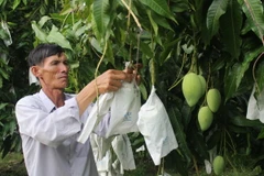 Trồng xoài mùa nghịch, thu lãi tới nửa tỷ đồng mỗi hecta