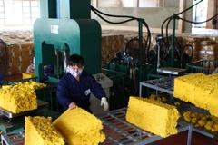 Sơ chế mủ cao su. (Ảnh: Dương Giang/TTXVN)