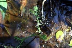 Một cây thủy tùng giâm hom phát triển rất chậm khi trồng trong môi trường tự nhiên. (Ảnh: Dương Giang/TTXVN)