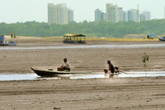 Brazil triệt phá nhóm lâm tặc lớn nhất chuyên phá rừng Amazon