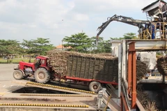 Ứng dụng cơ giới hóa để nâng cao hiệu quả sản xuất mía đường