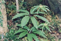 Thất diệp nhất chi hoa: Giá đắt, công dụng vẫn còn mơ hồ