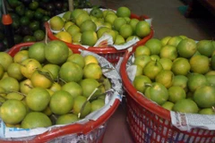 Đồng Tháp: Trồng cam xoàn thu lãi hơn 500 triệu đồng mỗi ha