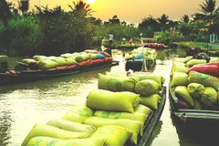 Hậu Giang: Giá lúa thương phẩm tăng cao nhất trong 3 năm