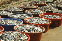 Ngư dân Khánh Hòa thu lãi cao nhờ cá nục được mùa, được giá