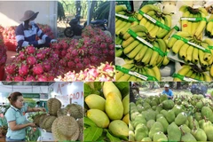 Nhiều loại nông sản của Việt Nam đã được xuất khẩu chính ngạch sang Trung Quốc, Mỹ... (Ảnh: PV/Vietnam+)