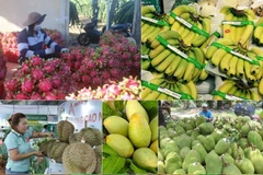 Sức hấp dẫn của các mặt hàng nông sản Việt Nam đối với nhiều thị trường trên thế giới ngày càng tăng. (Ảnh: PV/Vietnam+)