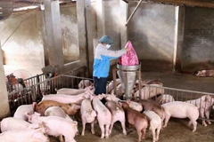 Chăn nuôi lợn đang gặp nhiều khó khăn. (Ảnh minh hoạ: PV/Vietnam+)