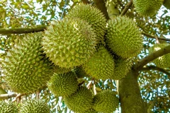 Các địa phương thuộc vùng Đồng bằng sông Cửu Long, Đông Nam bộ và Tây Nguyên cây sầu riêng vẫn đang có hiện tượng phát triển “nóng”cây sầu riêng. (Ảnh minh hoạ: PV/Vietnam+)