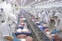 Xuất khẩu cá tra trong 4 tháng đạt 558 triệu USD, giảm tới 40%. (Ảnh: PV/Vietnam+)