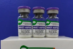 Hoa Kỳ hỗ trợ Việt Nam sản xuất vaccine dịch tả lợn châu Phi. (Ảnh minh họa: Vietnam+)