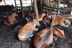 Cục Thú y khuyến cáo tăng cường các biện pháp phòng, chống bệnh nhiệt thán. (Ảnh minh hoạ: TTXVN)