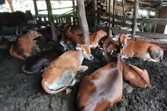 Cục Thú y khuyến cáo tăng cường các biện pháp phòng, chống bệnh nhiệt thán. (Ảnh minh hoạ: TTXVN)