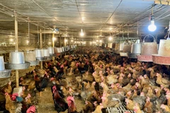 Trang trại gà Hải Thêu của gia đình ông Đào Xuân Hải tại xã Hướng Đạo, Tam Dương, tỉnh Vĩnh Phúc. (Ảnh: Vietnam+)