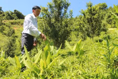 Ông Nguyễn Lên trồng macca xen lên cây nghệ để duy trì nguồn thu chờ cây macca cho thu hoạch. (Ảnh: Vietnam+)