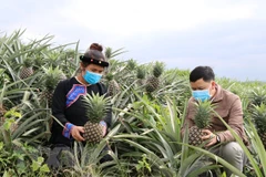 Ảnh minh họa (Nguồn: TTXVN)