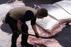 Hoạt động săn bắt cá voi của Iceland vẫn bị nhiều tổ chức động vật hoang dã chỉ trích. (Ảnh: wdcs.org)