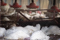 Ảnh chỉ có tính minh họa. (Nguồn: The Poultry Site)