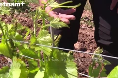 Lò rượu Pháp cho khách thử trực tuyến để bán hàng giữa dịch COVID-19