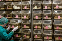 Ảnh chỉ có tính minh họa. (Nguồn: Science)