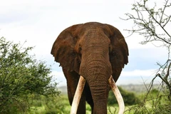 Big Tim lúc còn sống. (Ảnh: Trendsmap)