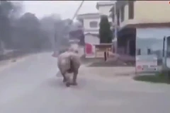 Ảnh chụp màn hình. (Nguồn: Sakshi TV)