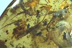 Cận cảnh mẫu vật. (Ảnh: Portal de Noticias)