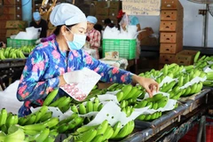 Ảnh chỉ có tính minh họa. (Nguồn: TTXVN)