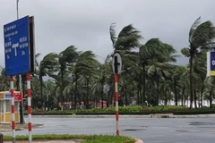 Ảnh chỉ có tính minh họa. (Nguồn: Văn Dũng/TTXVN)