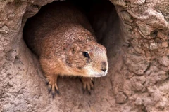 Loài sóc đất có nguy cơ cao mắc bệnh dịch hạch. (Ảnh: Pehal News)