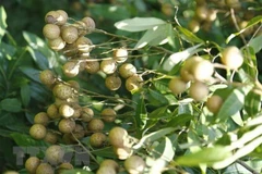 (Ảnh minh họa. Nguồn: TTXVN)