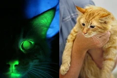 (Ảnh: therawfeed.com)