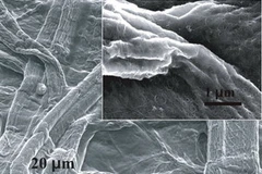 Các sợi giấy nhìn qua kính hiển vi điện tử (hình nhỏ) và mực phủ ống nano cácbon. (Ảnh:Tạp chí Science)