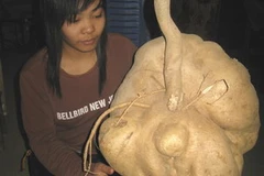 Cháu Nga bên củ đậu “khổng lồ”. (Ảnh: Trương Văn Quân/Vietnam+)