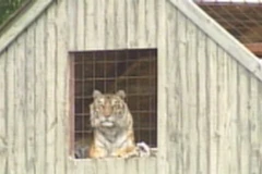 Con hổ dữ Siberi đã từng tấn công nhiều người trước khi giết chết chủ. (Ảnh: ctv.ca)