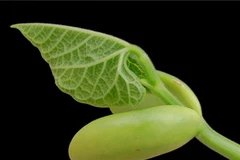 Ảnh chỉ mang tính minh họa. (Nguồn: Internet)