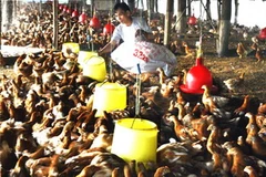 Ảnh minh họa. (Ảnh: Đình Huệ/TTXVN) 