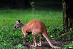 Chuột túi Kangaroo. (Ảnh: Internet)
