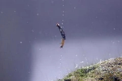 Ảnh minh họa. (Nguồn: telegraph.co.uk)