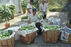 Nhà vườn phân loại xoài. (Ảnh: Internet)