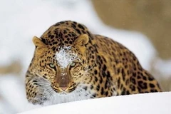 Loài hổ Amur. (Ảnh: Science Daily)