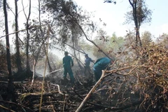 Phun nước dập đám cháy rừng trong Vườn quốc gia U Minh Hạ ngày 28/4. (Ảnh: Huỳnh Thế Anh/TTXVN)