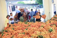 Thu mua vải thiều tại Thanh Hà, Hải Dương. (Ảnh: Vũ Sinh/TTXVN)